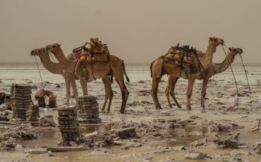 lesly-derksen-v1pcGRXSmW8-unsplash